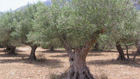 فوائد شجرة الزيتون