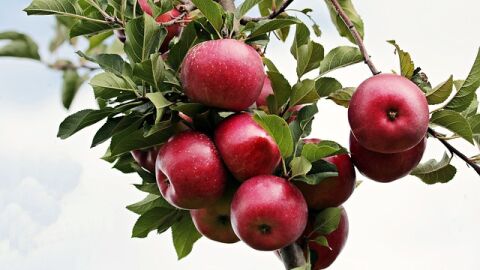 فوائد التفاح للتخلص من الإمساك