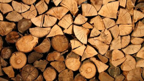 فوائد خشب السدر