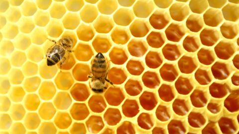 أفضل أنواع العسل للعلاج