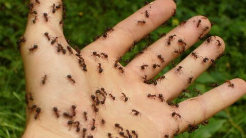 أفضل طريقة للقضاء على النمل نهائياً