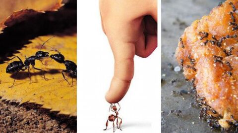 أفضل طريقة للتخلص من النمل