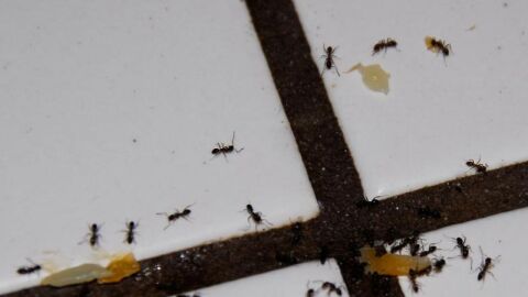 أفضل الطرق للقضاء على النمل المنزلي