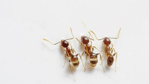 أفضل الطرق للتخلص من النمل