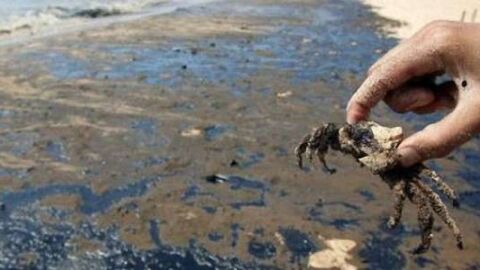 أسباب تلوث مياه البحر وانعكاسه على الثروة السمكية