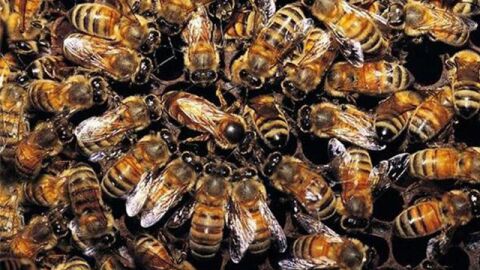 مفهوم مجتمع النحل