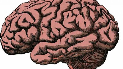 الفرق بين العقل والمخ