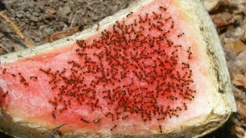 أسهل طريقة لطرد النمل من البيت