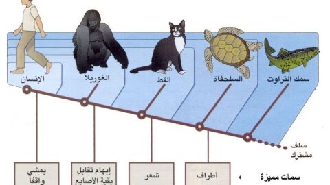 جهود العلماء في تصنيف الحيوانات