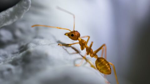أسرع طريقة للقضاء على النمل