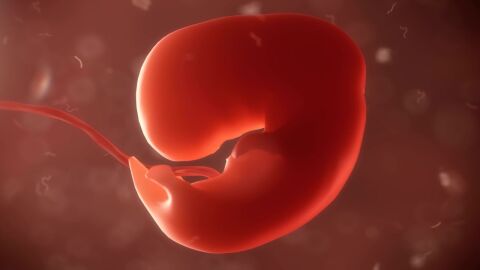 أول مراحل تكوين الجنين