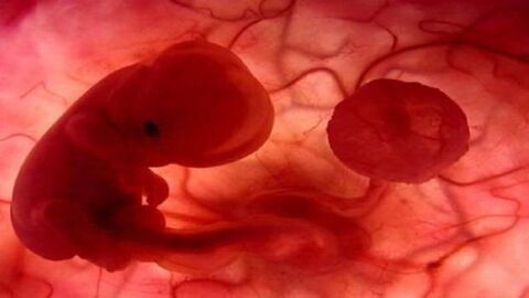 تكوين الجنين في بطن امه