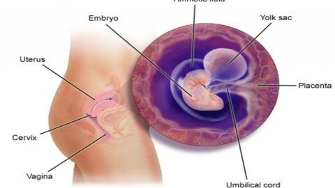 تكوين الجنين فى الشهر الأول