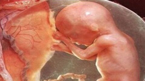 تكوين الجنين فى الشهر الرابع