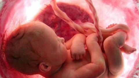 تكوين الجنين في بطن أمه