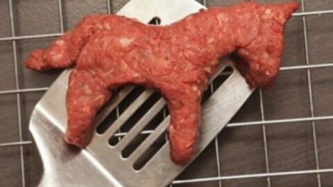 أضرار أكل لحم الحمير
