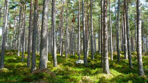 أهمية الغابات وفوائدها