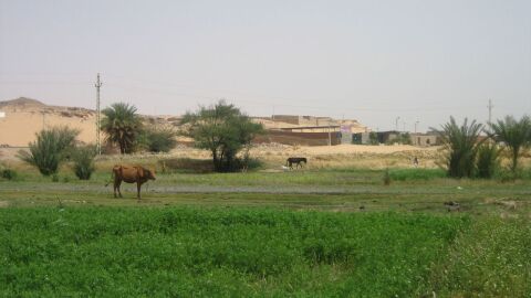 أهمية الزراعة فى مصر