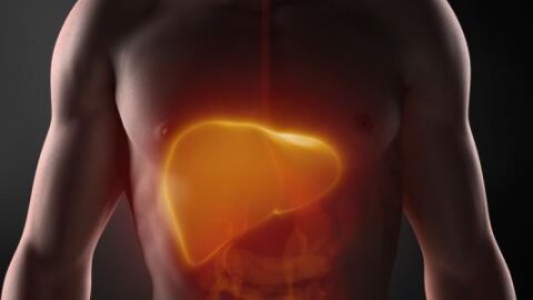 أهمية الكبد في جسم الإنسان