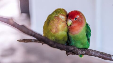 حياة طيور الحب
