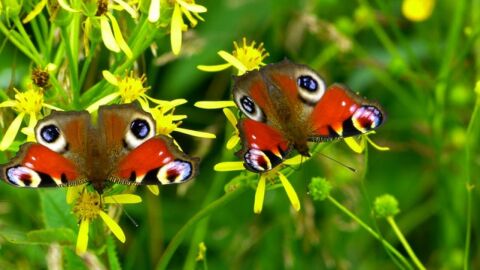 أجمل الفراشات في العالم