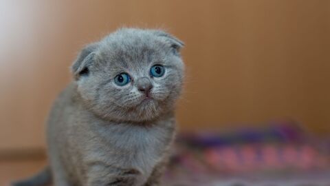 أجمل القطط الصغيرة في العالم