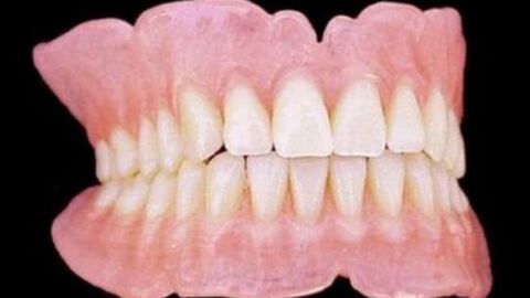 عدد أسنان الإنسان البالغ