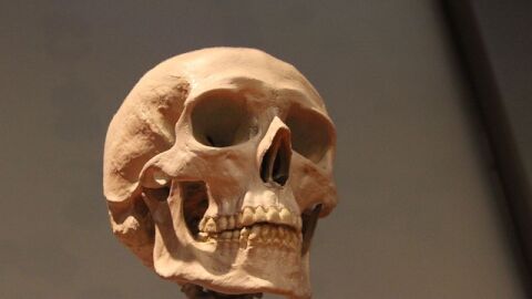 عدد عظام وجه الإنسان