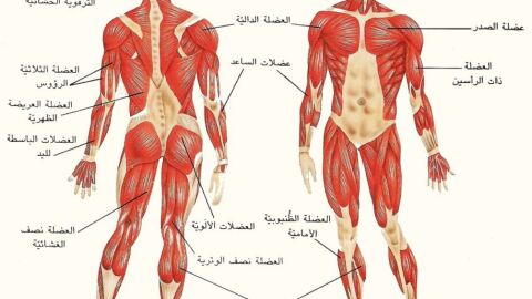 عدد عضلات جسم الإنسان
