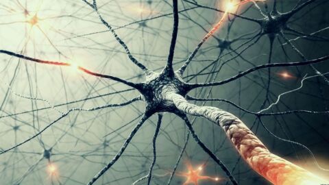 عدد الخلايا العصبية في الدماغ
