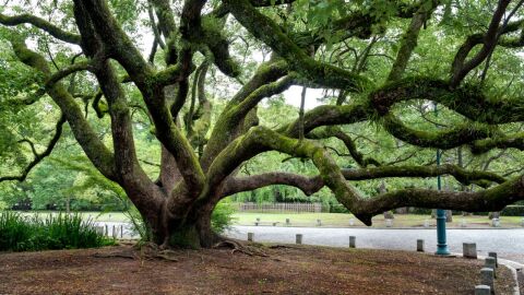 أقدم الأشجار في العالم