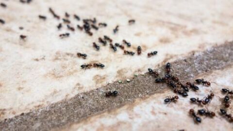 سبب وجود النمل في المنزل