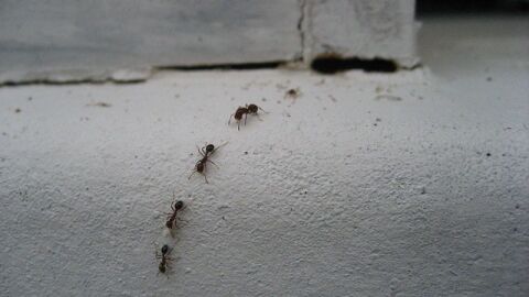 أسباب ظهور النمل في غرفة النوم