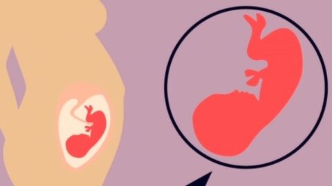 مراحل نمو الطفل داخل الرحم