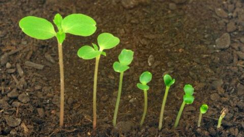 مراحل نمو النبات للأطفال