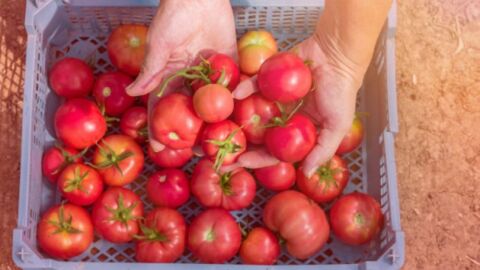 وقت زراعة الطماطم