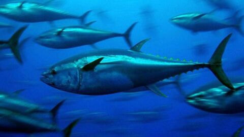 صيد سمك التونة