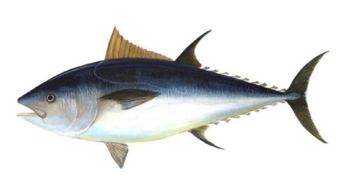 شكل سمك التونة