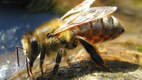 أنواع النحل