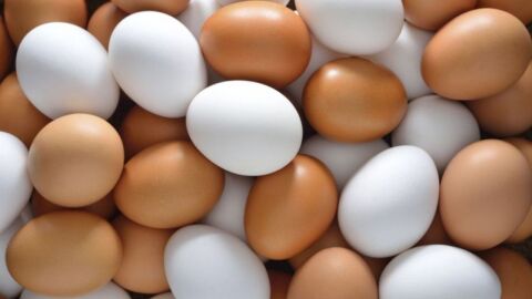 أنواع البيض
