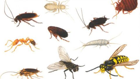 أنواع حشرات المنزل
