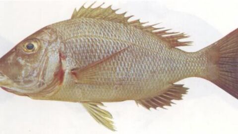 أنواع أسماك البحر الأحمر