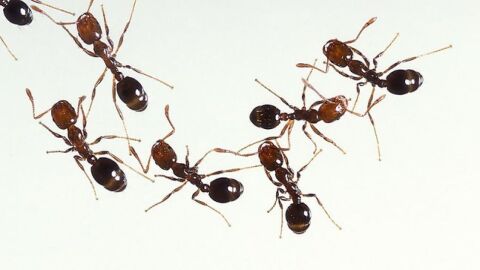 طرق القضاء على النمل في البيت