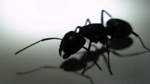 طرق للتخلص من النمل في المنزل