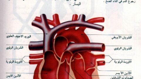 ما هي أمراض صمامات القلب