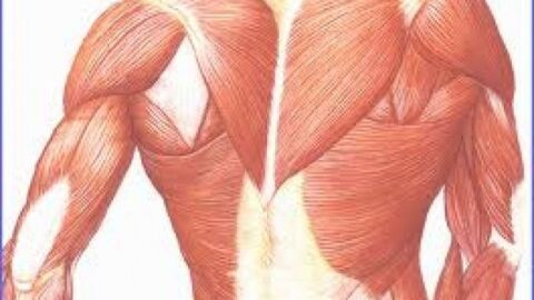 ما هي العضلات الملساء