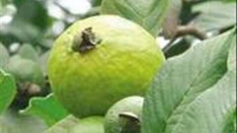 ما فوائد ورق الجوافة