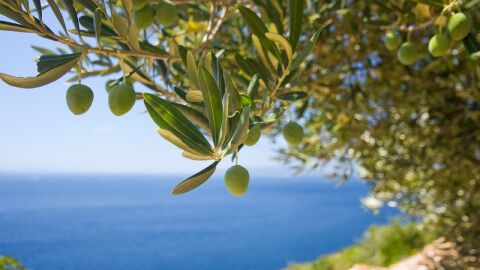 ما هي فوائد ورق شجرة الزيتون