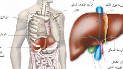 ما هي فوائد الكبد في جسم الإنسان