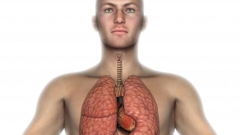ما تعريف ومكونات الجهاز التنفسي